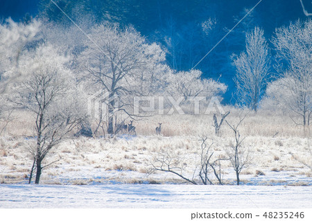 Hokkaido Kushiro Yezo deer 48235246