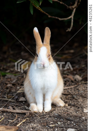 Wild rabbit with injured eyes Wild rabbit with injured eyes 48235261