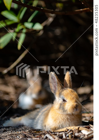 Okunoshima兔子海島冬時瀨戶內海廣島縣日本亞洲的野生兔子特寫鏡頭 Okunoshima兔子海島冬時瀨戶內海廣島縣日本亞洲的野生兔子特寫鏡頭 48235305