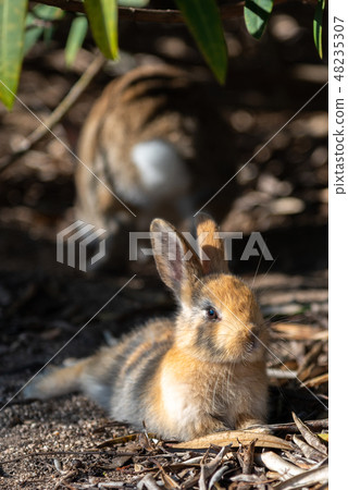 Okunoshima兔子海島冬時瀨戶內海廣島縣日本亞洲的野生兔子特寫鏡頭 Okunoshima兔子海島冬時瀨戶內海廣島縣日本亞洲的野生兔子特寫鏡頭 48235307