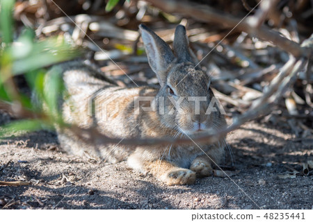 Wild child rabbit relaxing on a sunny day Okunoshima rabbit island island winter time Seto Inland Sea Hiroshima prefecture Japan Wild child rabbit relaxing on a sunny day Okunoshima rabbit island island winter time Seto Inland Sea Hiroshima prefecture Japan 48235441
