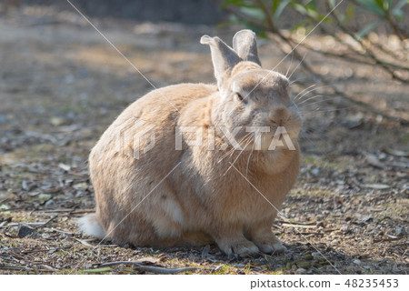 Wild child rabbit relaxing on a sunny day Okunoshima rabbit island island winter time Seto Inland Sea Hiroshima prefecture Japan 48235453
