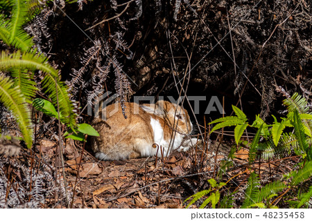 Wild child rabbit relaxing on a sunny day Okunoshima rabbit island island winter time Seto Inland Sea Hiroshima prefecture Japan Wild child rabbit relaxing on a sunny day Okunoshima rabbit island island winter time Seto Inland Sea Hiroshima prefecture Japan 48235458