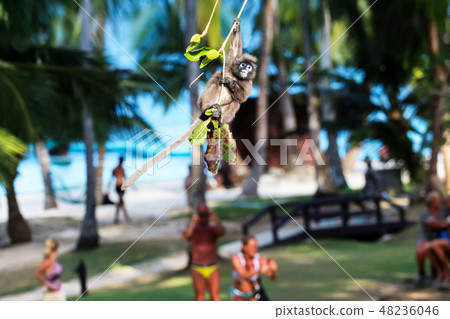 Leaf monkey or langur jumping and swing on tree 48236046