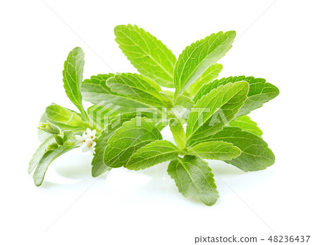 Stevia rebaudiana 48236437