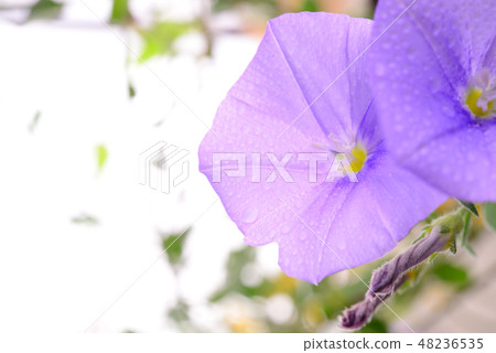 Morning glory and water drops Morning glory and water drops 48236535
