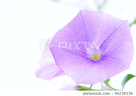 Morning glory and water drops Morning glory and water drops 48236536