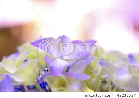 八仙花屬特寫鏡頭 八仙花屬特寫鏡頭 48236537