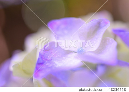 八仙花屬和水下落特寫鏡頭 48236538