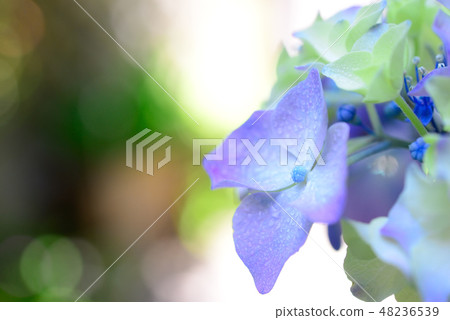 八仙花屬和水下落特寫鏡頭 八仙花屬和水下落特寫鏡頭 48236539