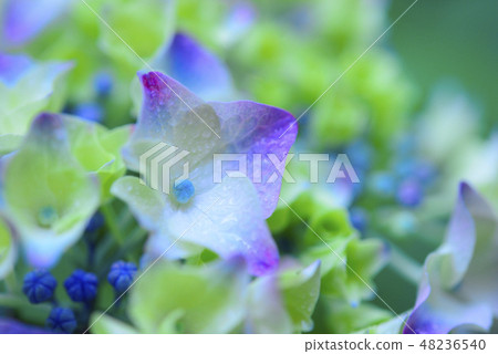 八仙花屬和水下落特寫鏡頭 48236540
