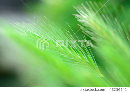 大麥Murinum 大麥Murinum 48236541