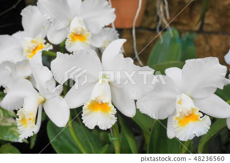 White orchid 48236560