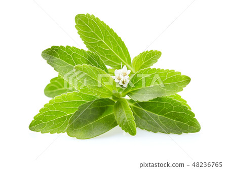 Stevia leaves Stevia leaves 48236765