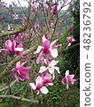 Mulian on Yangming Mountain 48236792