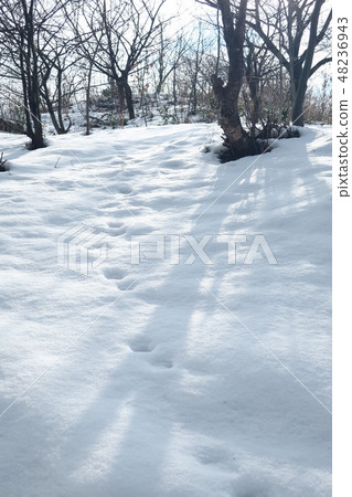 腳印雪景 48236943