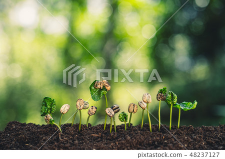 Coffee tree seedling growth Natural background 48237127