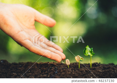 Coffee tree seedling growth Natural background Coffee tree seedling growth Natural background 48237130