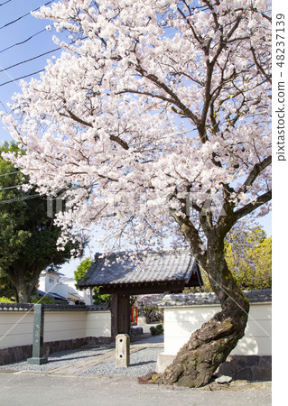 Odawara Daisenji 48237139