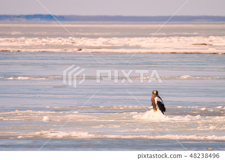 Eagle, Steller's sea eagle, Hokkaido, Sea of Okhotsk, pleasure boat, cruise ship, drift ice Eagle, Steller's sea eagle, Hokkaido, Sea of Okhotsk, pleasure boat, cruise ship, drift ice 48238496