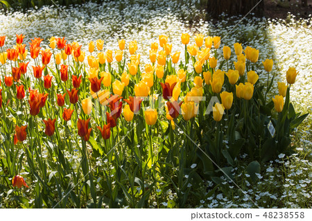 Hitachi Beach Park Tulip Hitachi Beach Park Tulip 48238558
