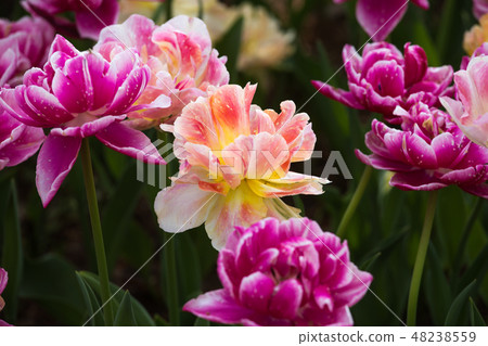 Hitachi Beach Park Tulip Hitachi Beach Park Tulip 48238559