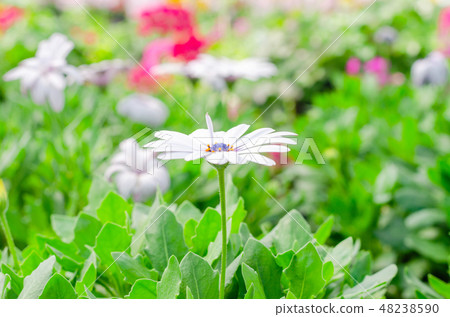 white osteospermum ecklonis with green leaves 48238590