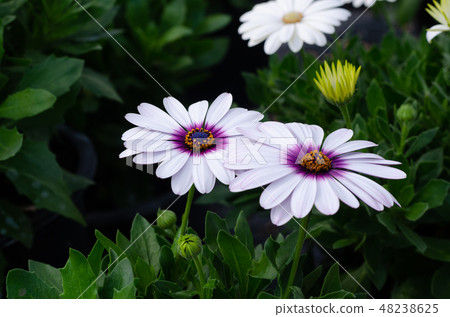 white osteospermum ecklonis with green leaves 48238625