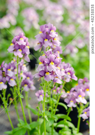 beautiful nemesia fruticans flower in flower pot beautiful nemesia fruticans flower in flower pot 48238838