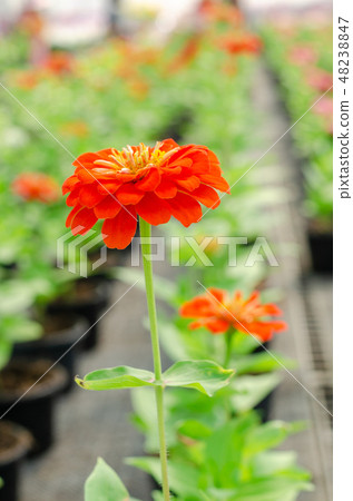 Zinnia violacea Cav flower 48238847