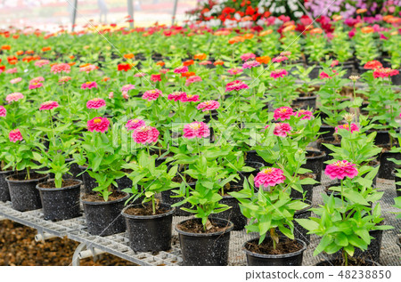 Zinnia violacea Cav flower in flower pot at farm 48238850