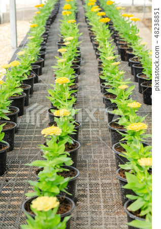 Zinnia violacea Cav flower in flower pot at farm 48238851