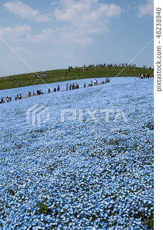 Hitachi Beach Resort Nemophila Hitachi Beach Resort Nemophila 48238940