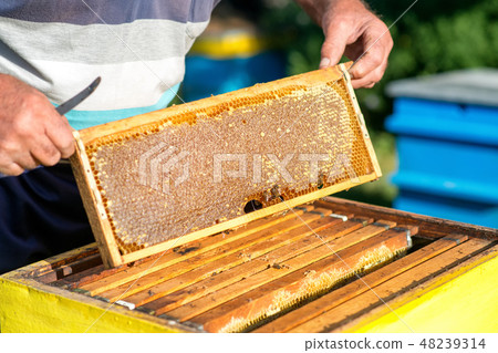 hands of beekeeper collecting honey. hands of beekeeper collecting honey. 48239314