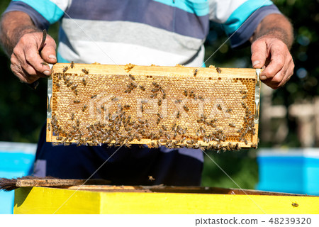 hands of beekeeper collecting honey. hands of beekeeper collecting honey. 48239320