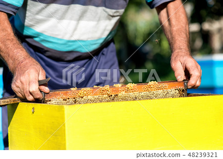hands of beekeeper collecting honey. hands of beekeeper collecting honey. 48239321