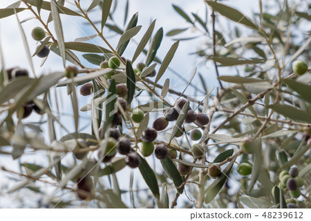 Olives hang on branches Olives hang on branches 48239612