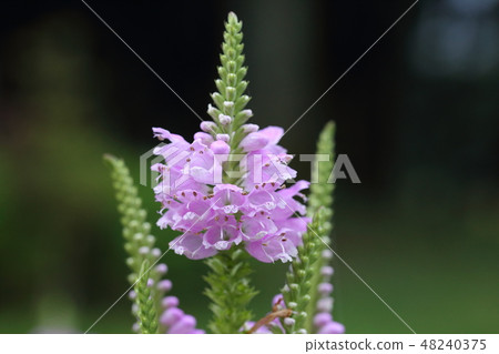 Tranoo Torao尾巴花夏天夏天花 Tranoo Torao尾巴花夏天夏天花 48240375