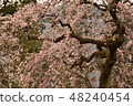 櫻花盛開 48240454