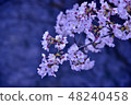 櫻花 48240458