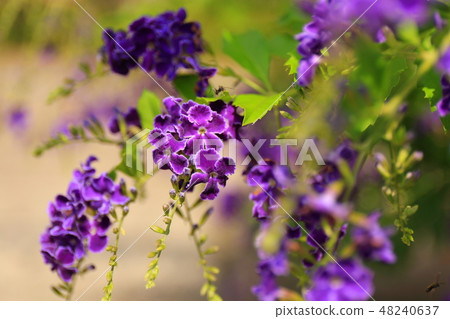 Duranta Takarazuka Evergreen shrubs garden tree summer Duranta Takarazuka Evergreen shrubs garden tree summer 48240637