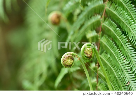 Spicy shoots of Vladiva Spicy shoots of Vladiva 48240640