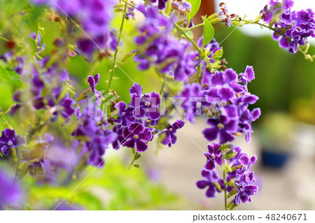 Duranta Takarazuka常綠灌木花園樹夏天 Duranta Takarazuka常綠灌木花園樹夏天 48240671