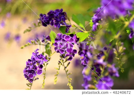 Duranta Takarazuka常綠灌木花園樹夏天 Duranta Takarazuka常綠灌木花園樹夏天 48240672