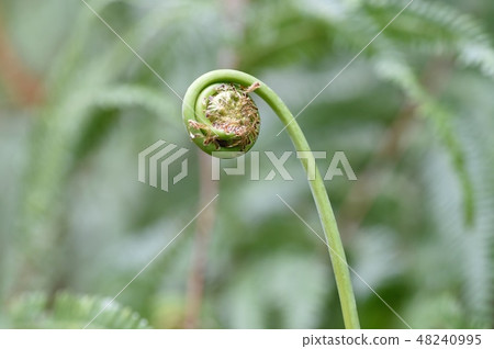 Spicy shoots of Vladiva 48240995