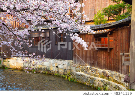 Sakura view Kyoto Gion Shirakawa 48241139