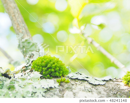 地衣和苔蘚的可愛世界 地衣和苔蘚的可愛世界 48241148