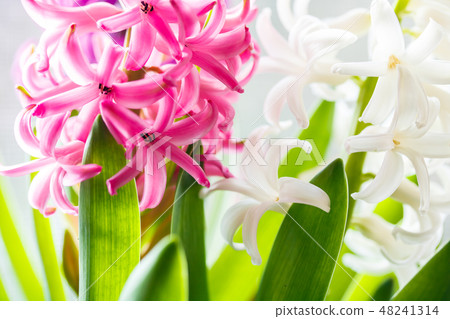 Hyacinth 48241314