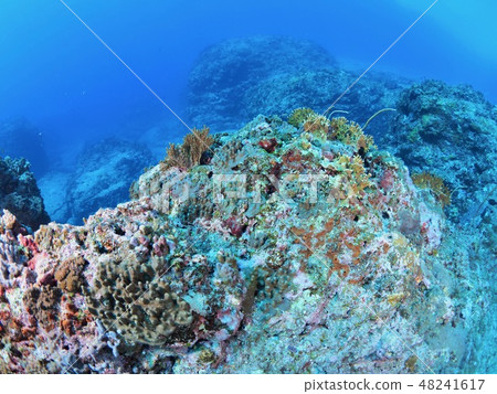 Yonaguni Island Scuba diving Yonaguni Island Scuba diving 48241617