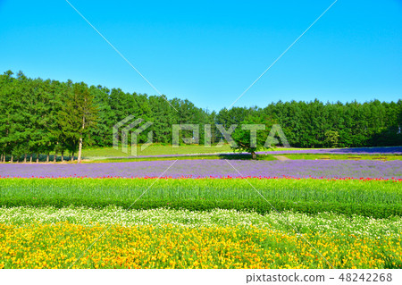 Field of coloring Field of coloring 48242268
